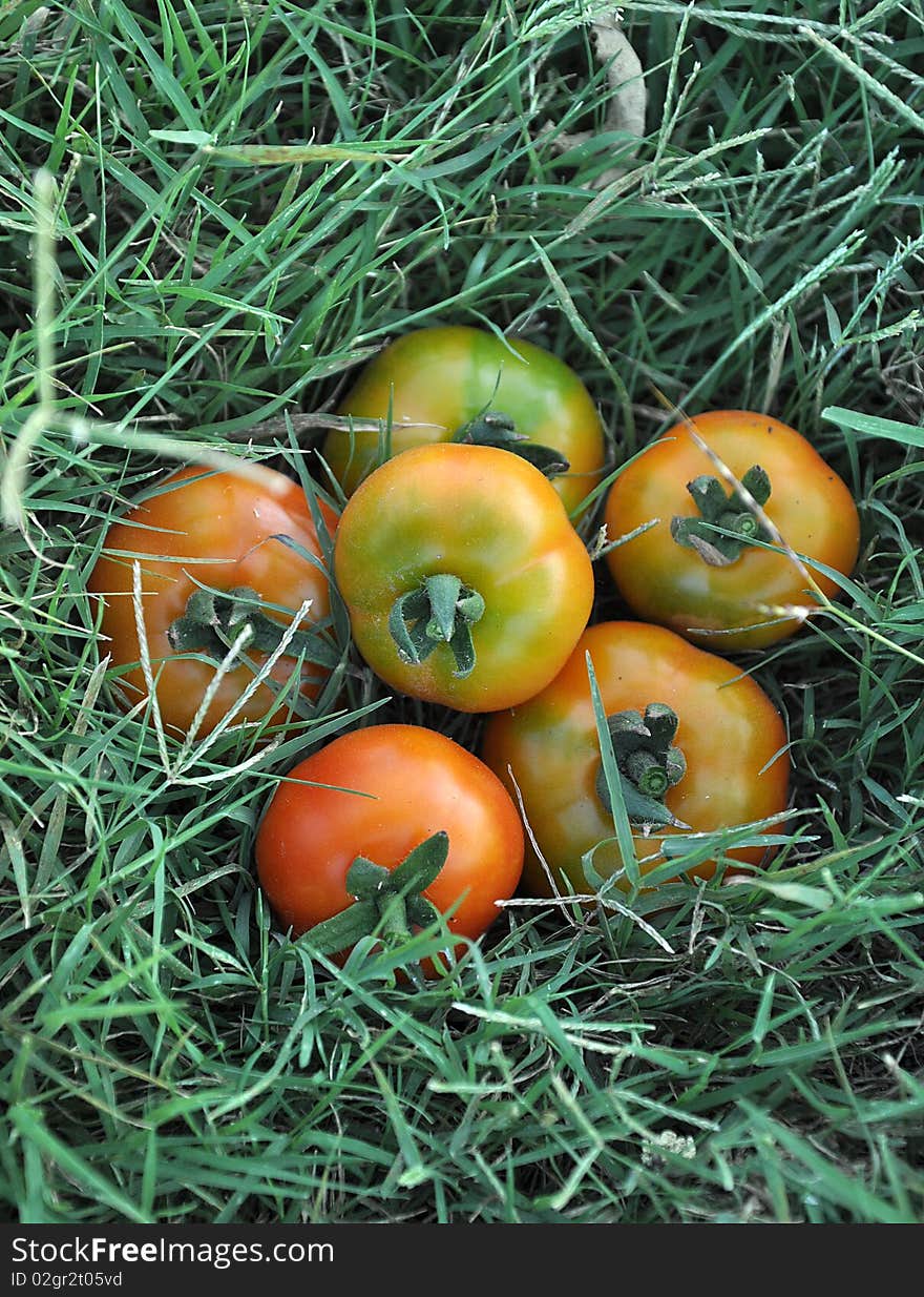 Fresh tomatoes in grass land