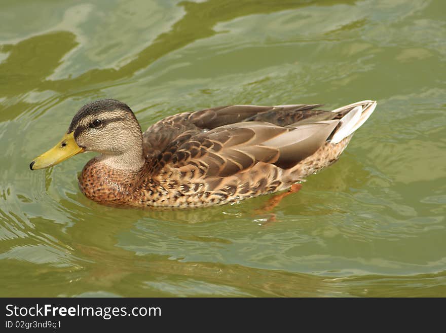 Swimming duck with dark feather