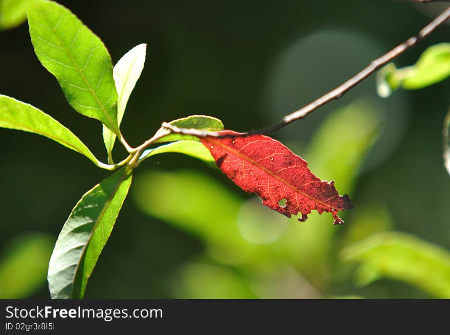 Red and green leaves