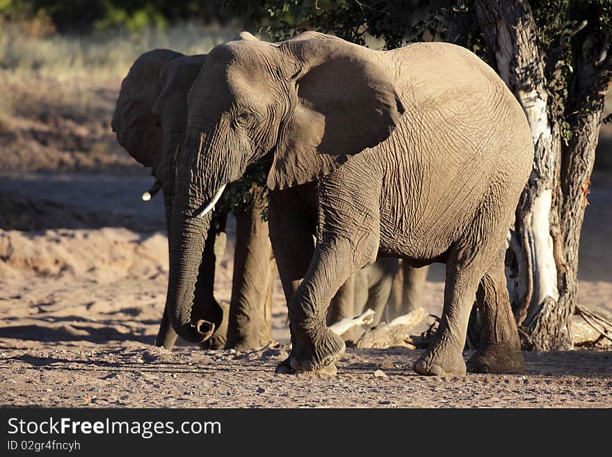 Elusive desert elephant of Namibian