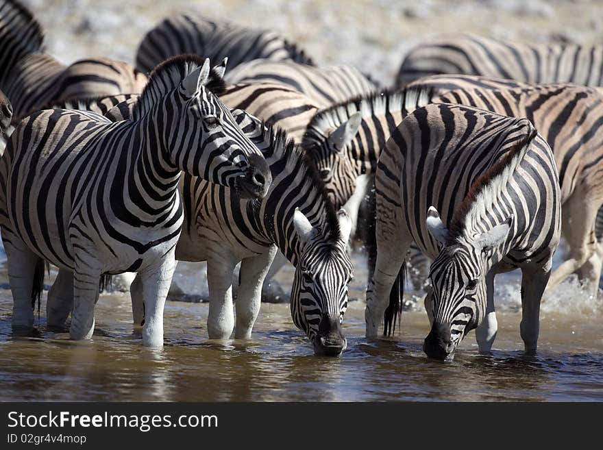 Zebras drinking at a waterhole