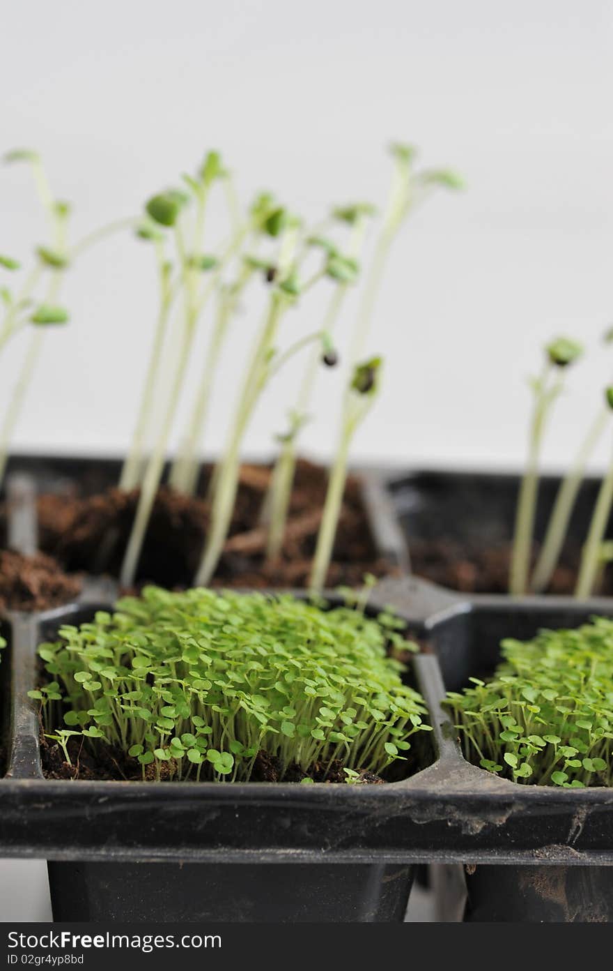 Small seedlings in a container. Small seedlings in a container.