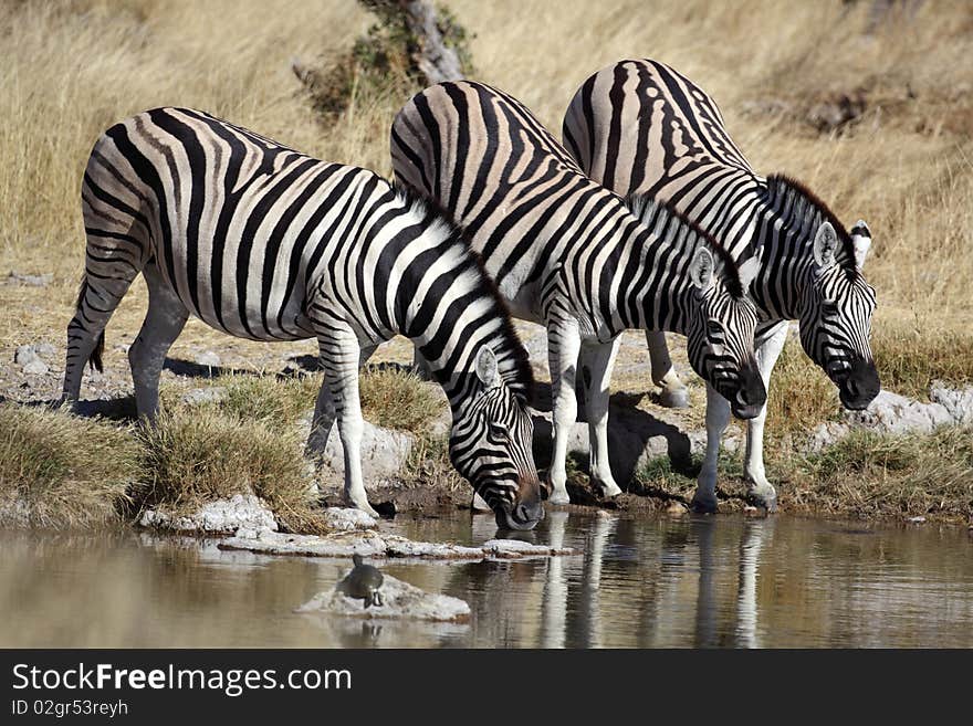 Zebras Drinking At A Waterhole