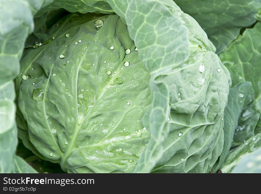 Cabbage with drops of water