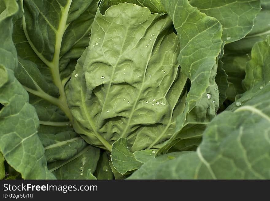 Cabbage with drops of water