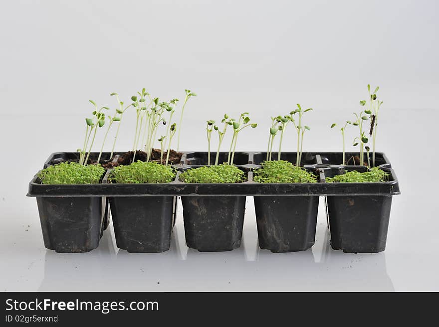 Seedlings grown in a container. Seedlings grown in a container.