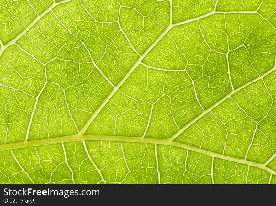 Cluse-up of a green leaf structure