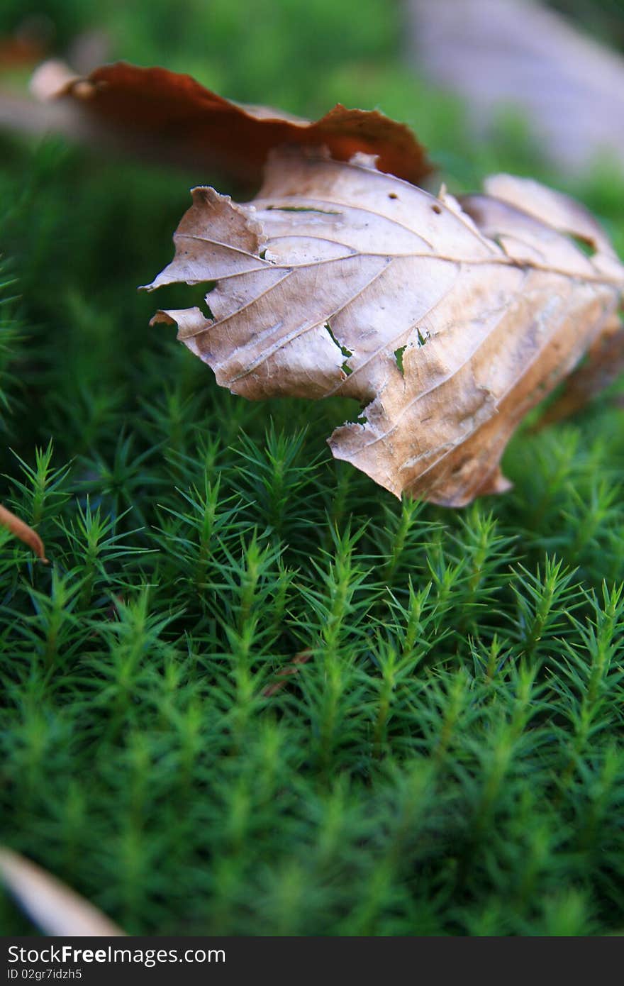 Brown leaf on green wood grass close view