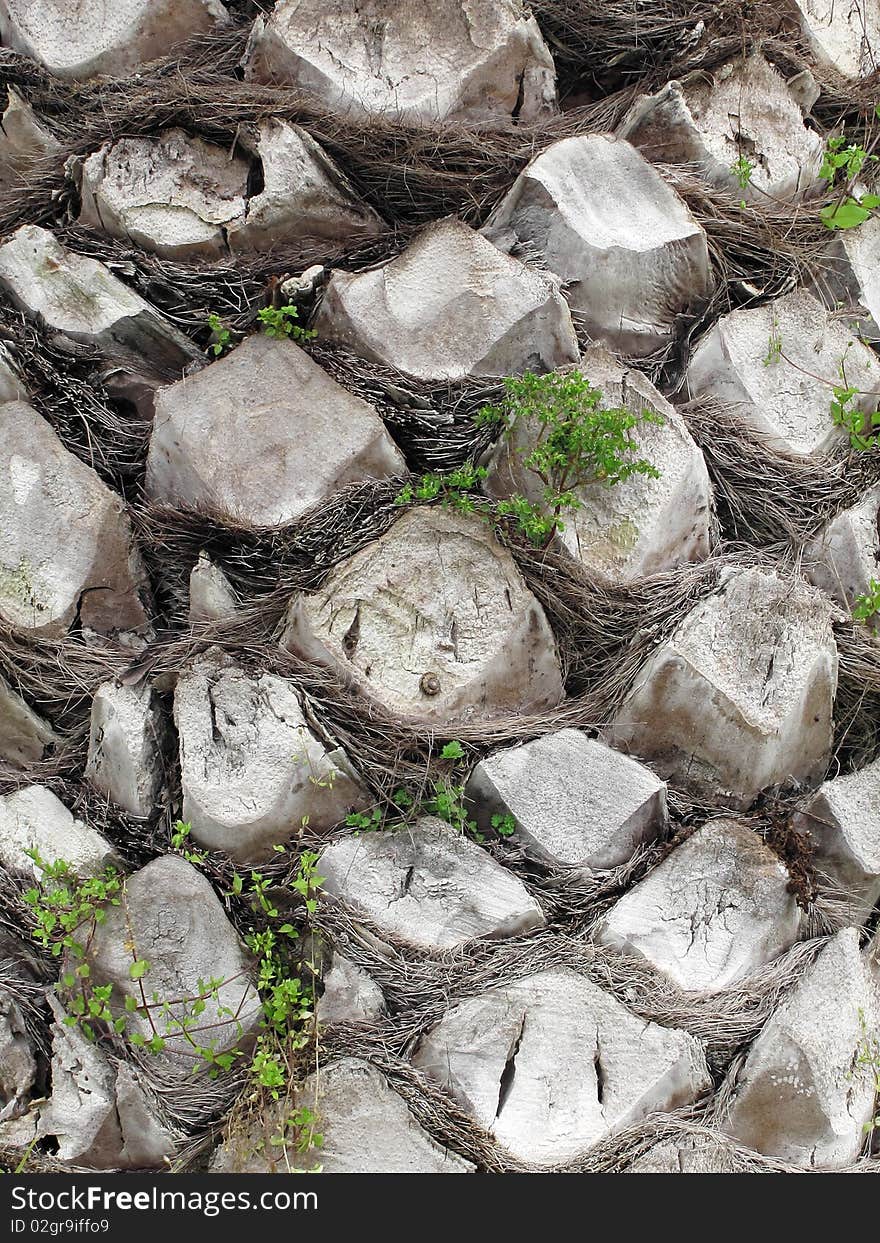 Close-up of palm tree trunk. Close-up of palm tree trunk