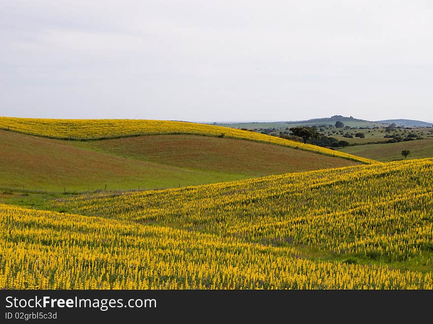 The summer landscape in Portugal