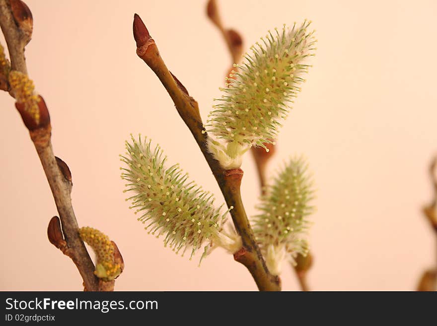 Expanded pussy willow buds