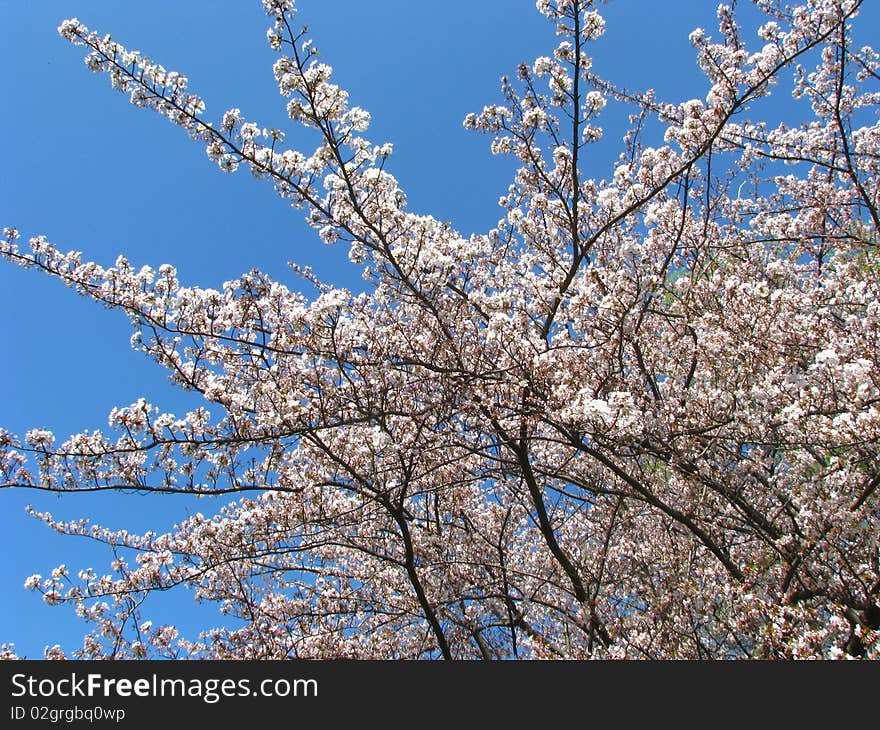 White Cherry Blossoms