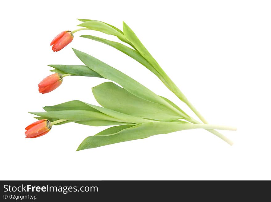 Bunch of three tulips over white background