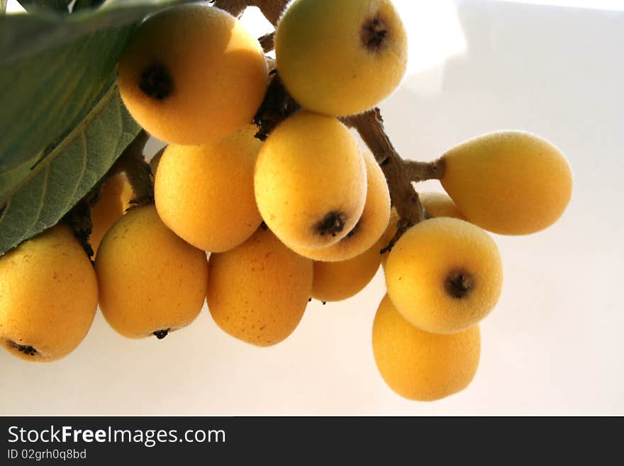 Sapodilla (Manilkara Zapota)