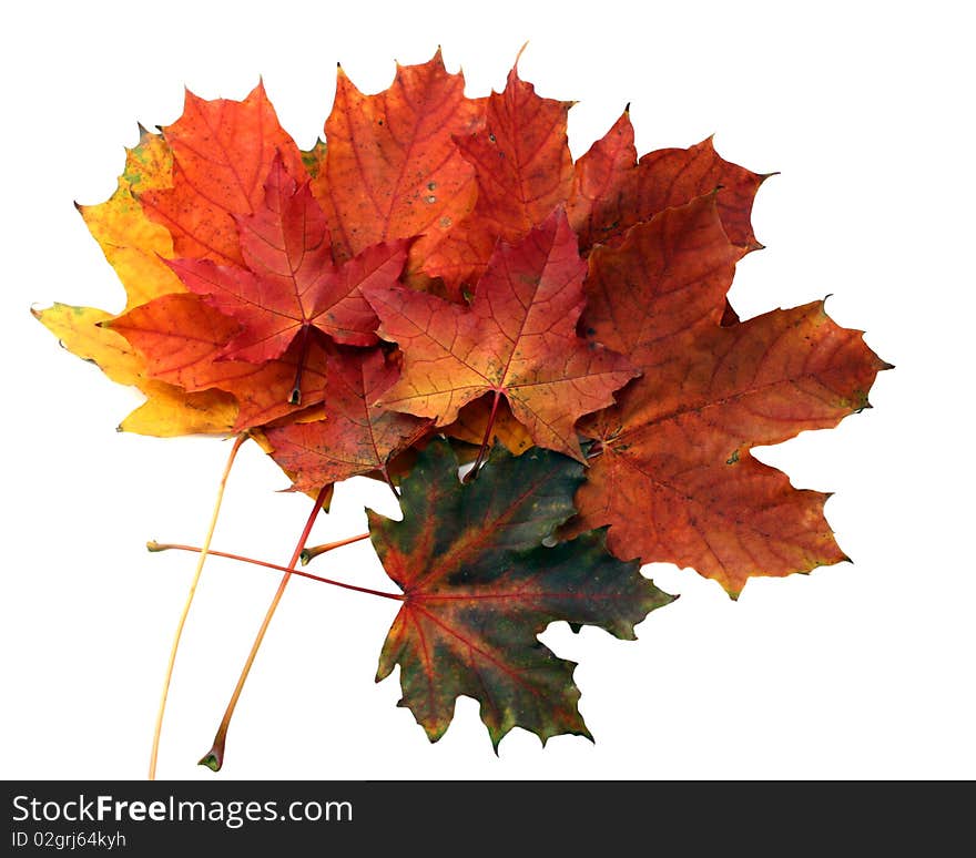 Isolated autumn leaves