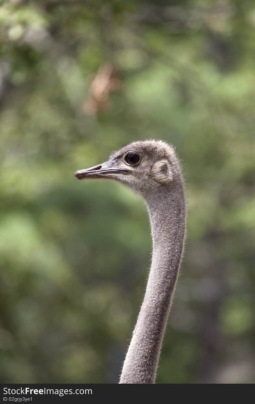 Ostrich