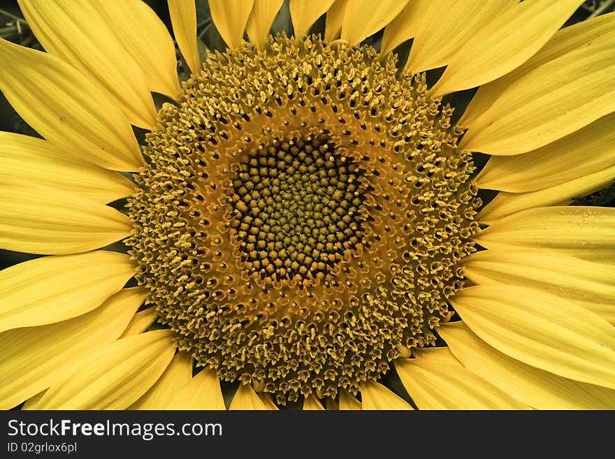 Sunflower