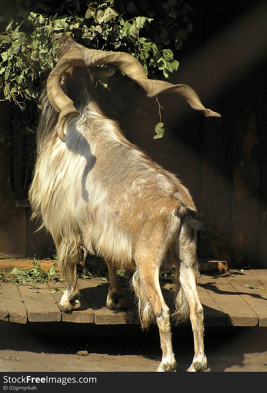 Markhor