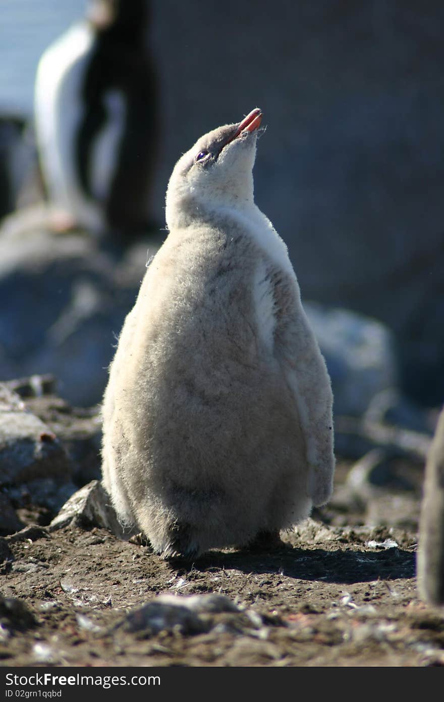 Blonde  Penguin