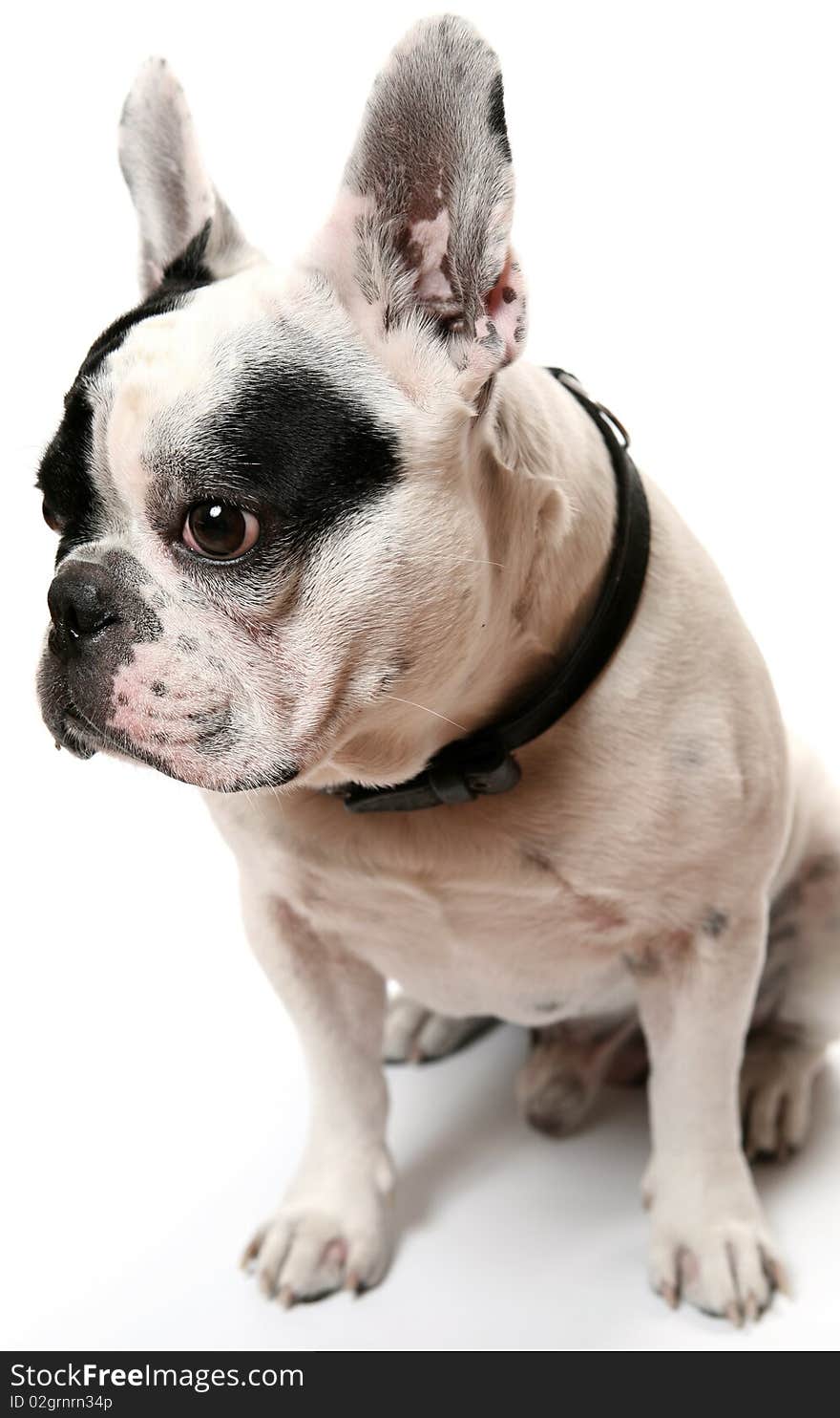 The French bulldog on a white background