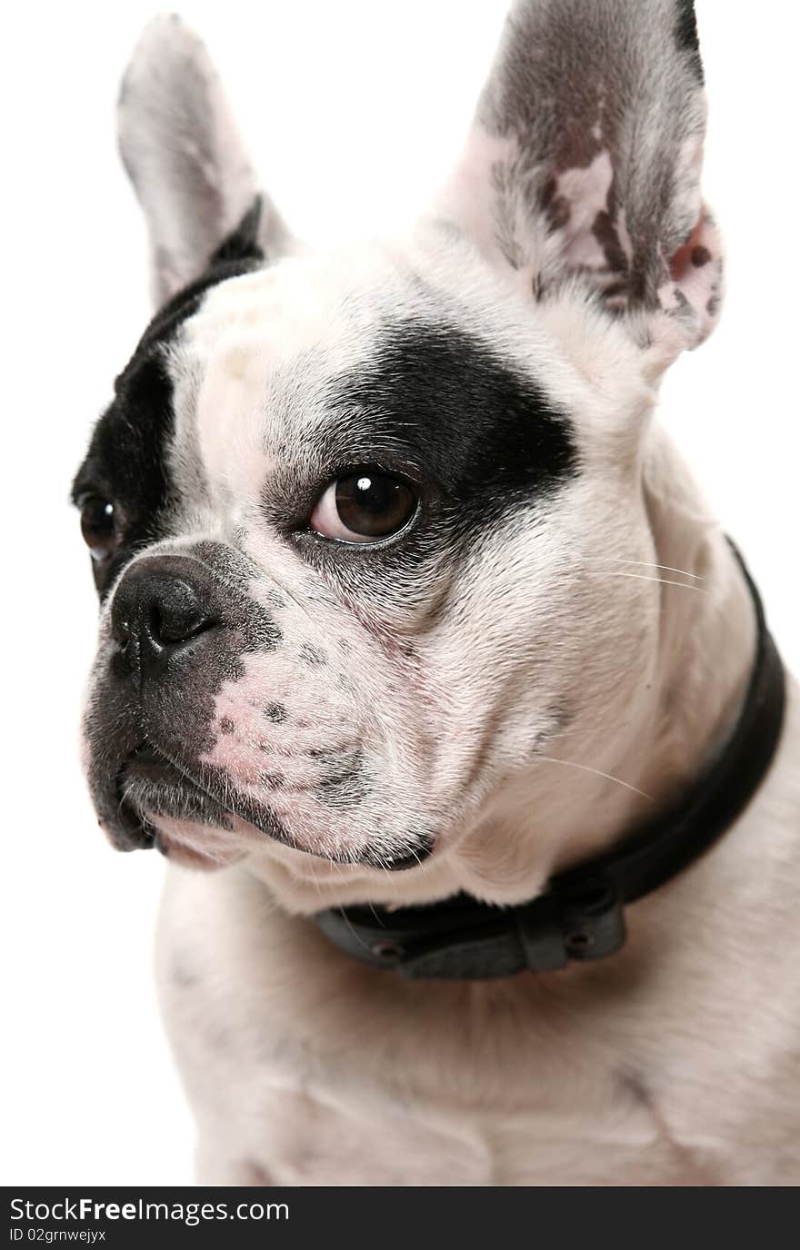 The French bulldog on a white background