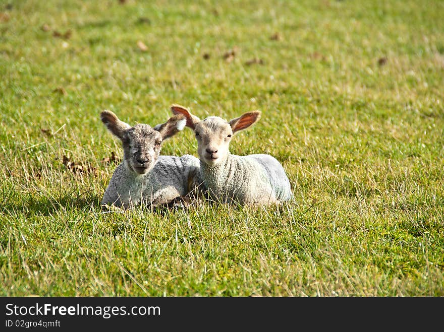 Two lambs in a field