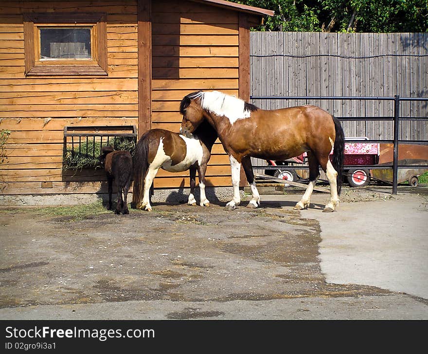 Poignant emotions horse family.
father, mother, child. Poignant emotions horse family.
father, mother, child.