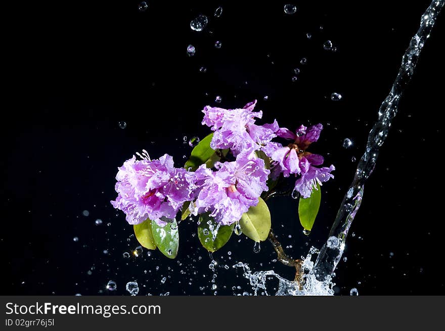 Flower with water