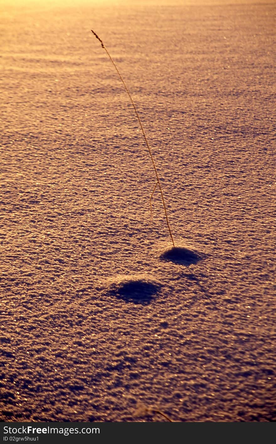 Single Tall Grass In Snow