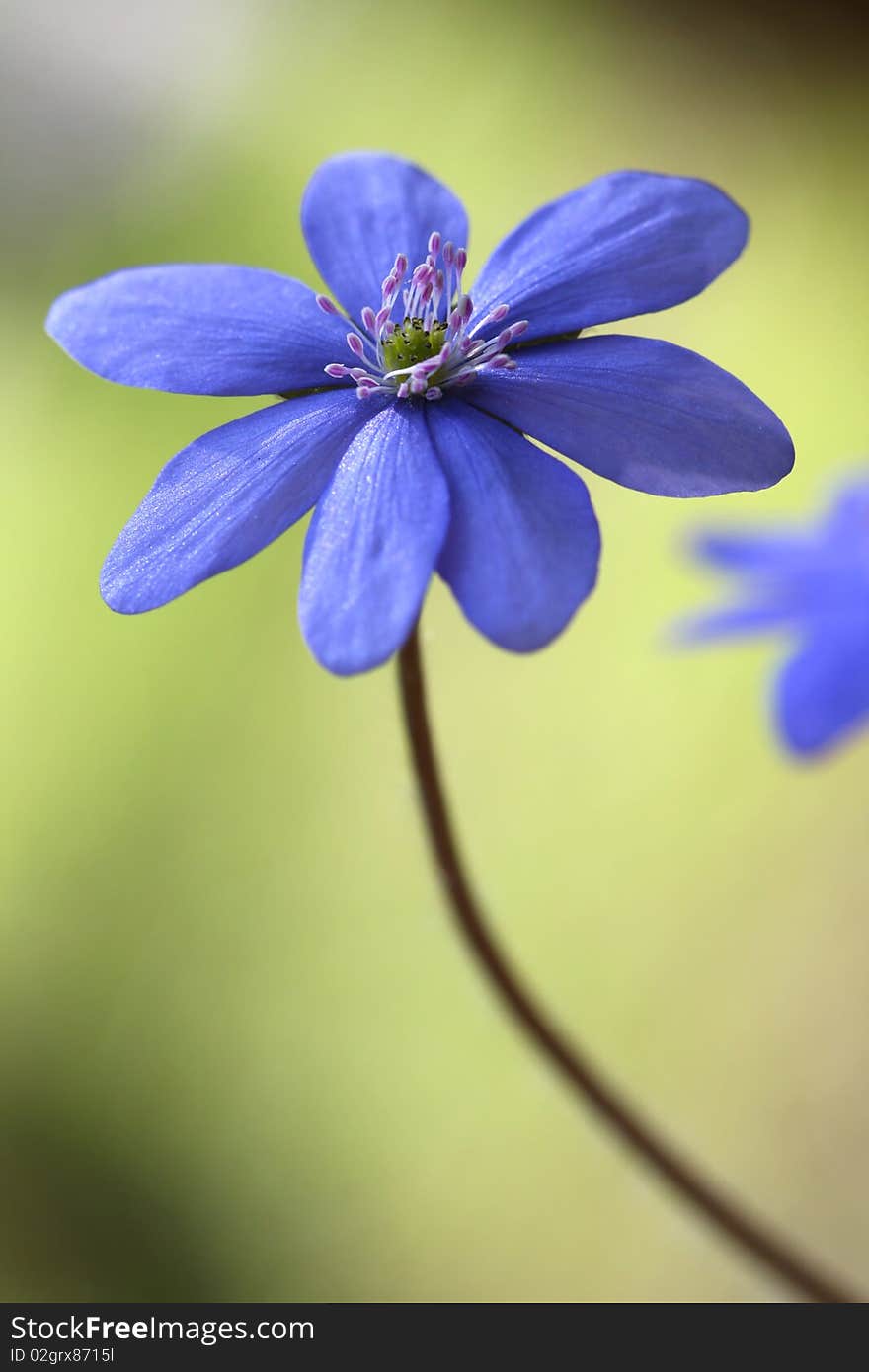 Blue flower