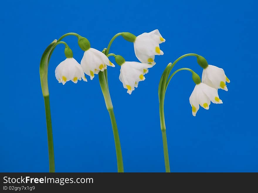 Leucojum Vernum