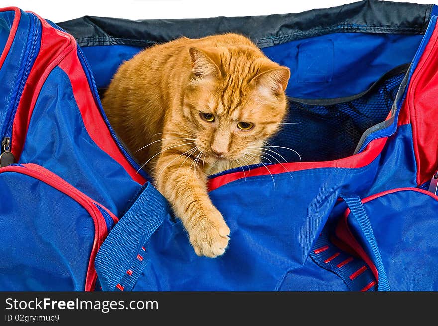 Cat getting out of a road bag