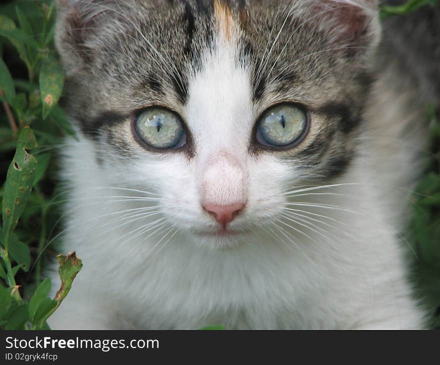 A small kitten with big eyes krasvymi. A small kitten with big eyes krasvymi