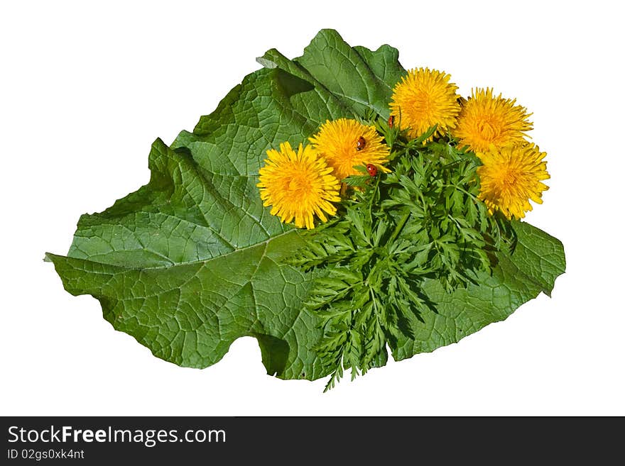 Flowerses of the dandelion, sheet of the burdock and adybug. Flowerses of the dandelion, sheet of the burdock and adybug