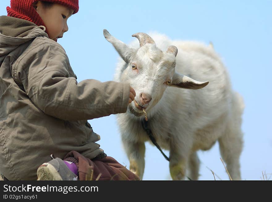 Boy feeding the goat