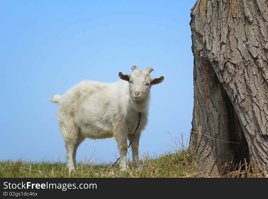 Goat on the meadow alone