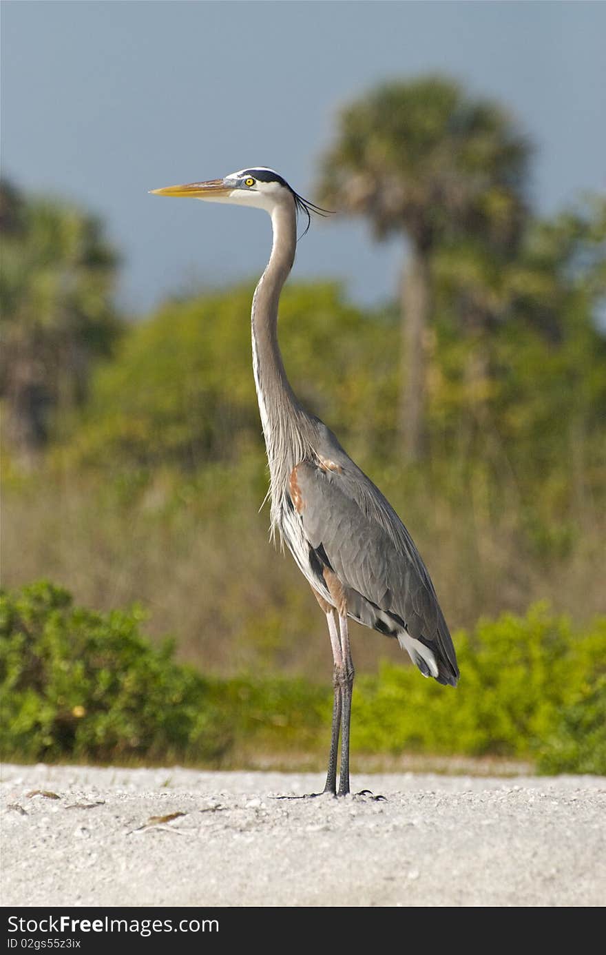 Heron on Sanibel Island