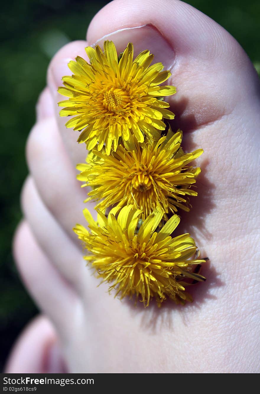 Woman foot with yellow flower. Woman foot with yellow flower