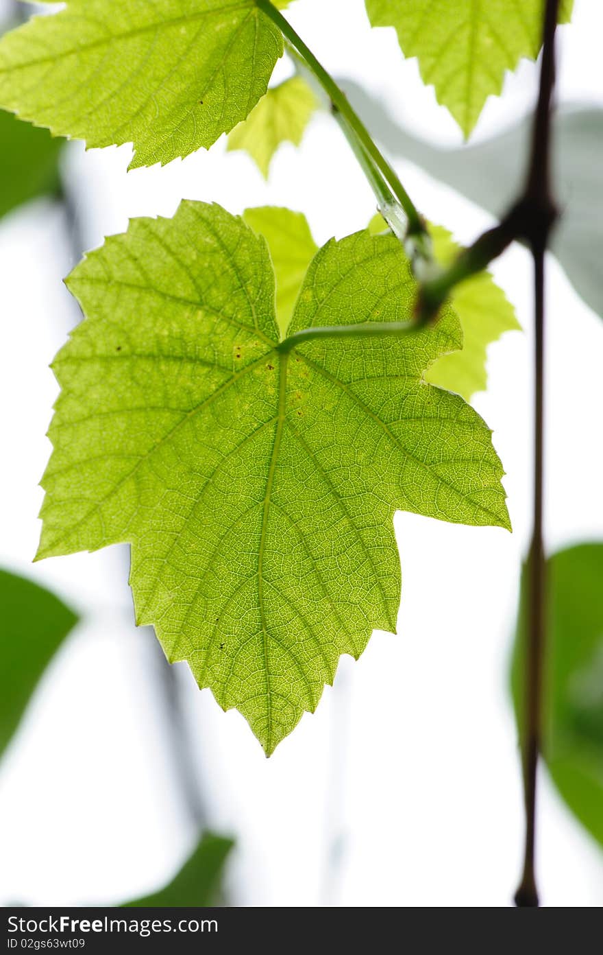 Fresh grape Leaves