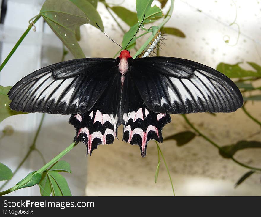 It is photo of butterfly from \Butterflyhouse\ which is not far from Frantiskovy Lazne, in Czech republic