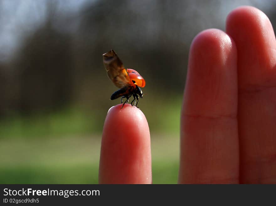 Ladybird On A Finger