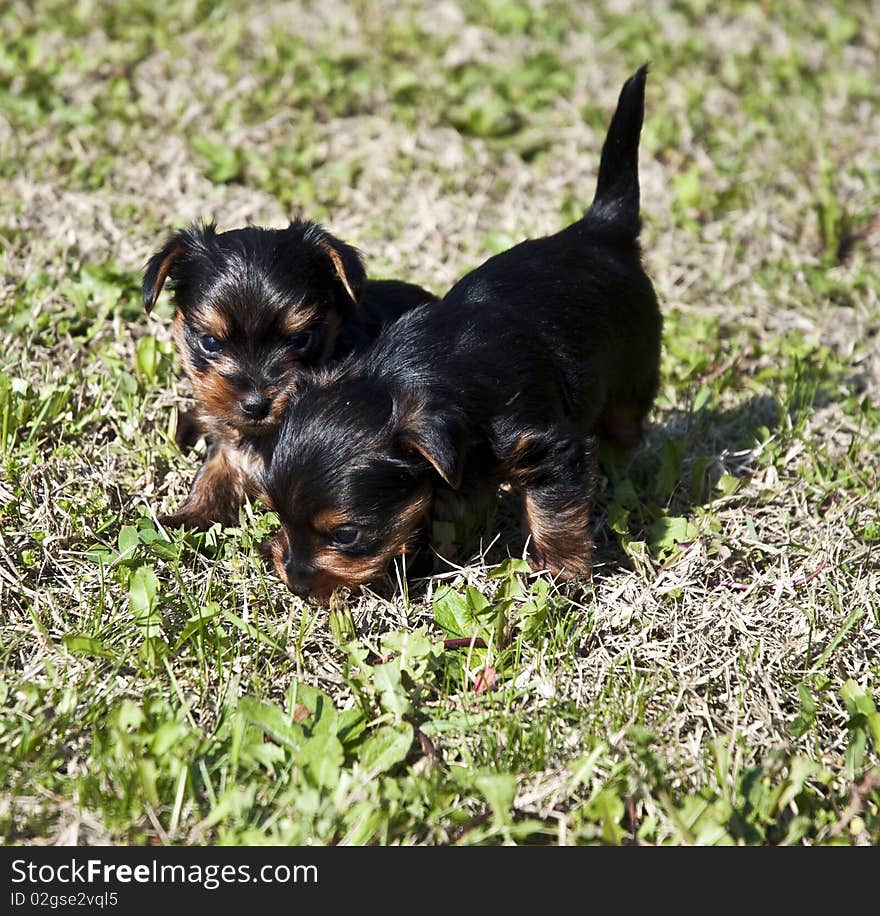 Yorkshire puppies 3