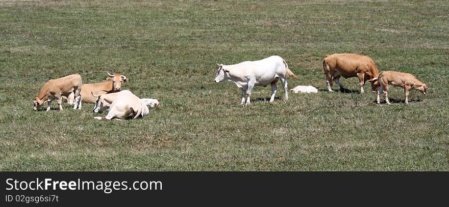 Flock(Herd) of cows and calves grazing.