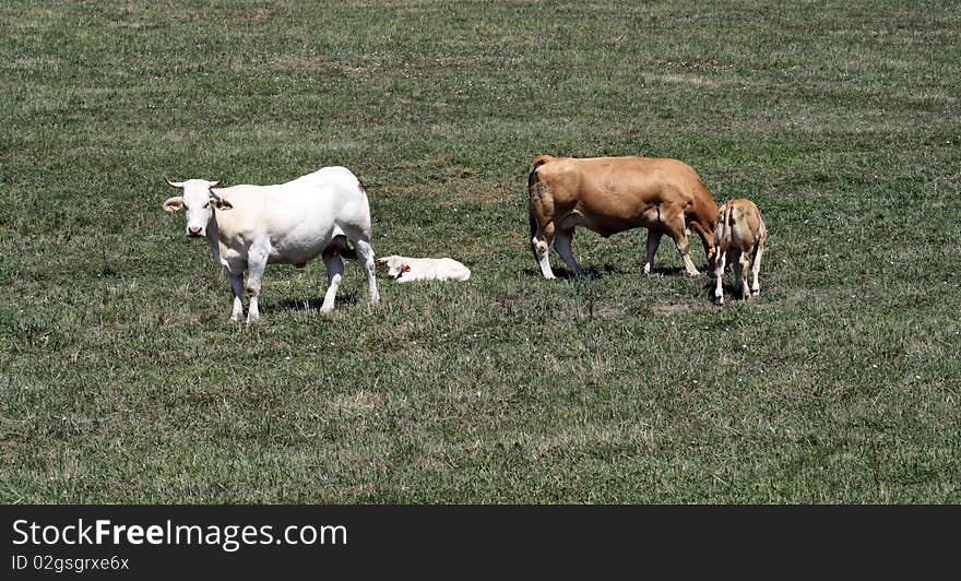 Flock(Herd) of cows and calves grazing in a meadow of high mountain of the of Navarre Pirieo. Flock(Herd) of cows and calves grazing in a meadow of high mountain of the of Navarre Pirieo.