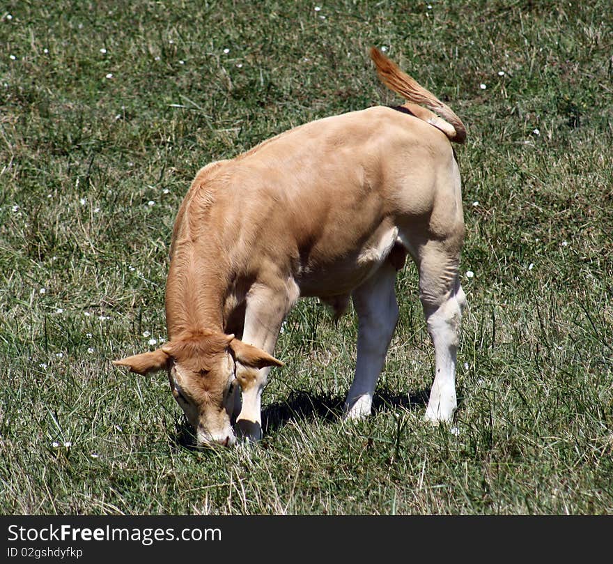 Calf of race pirenaica grazing.