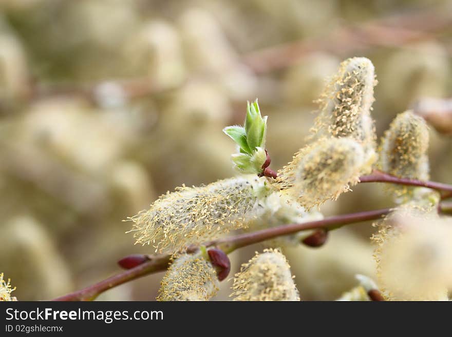 Spring Willow