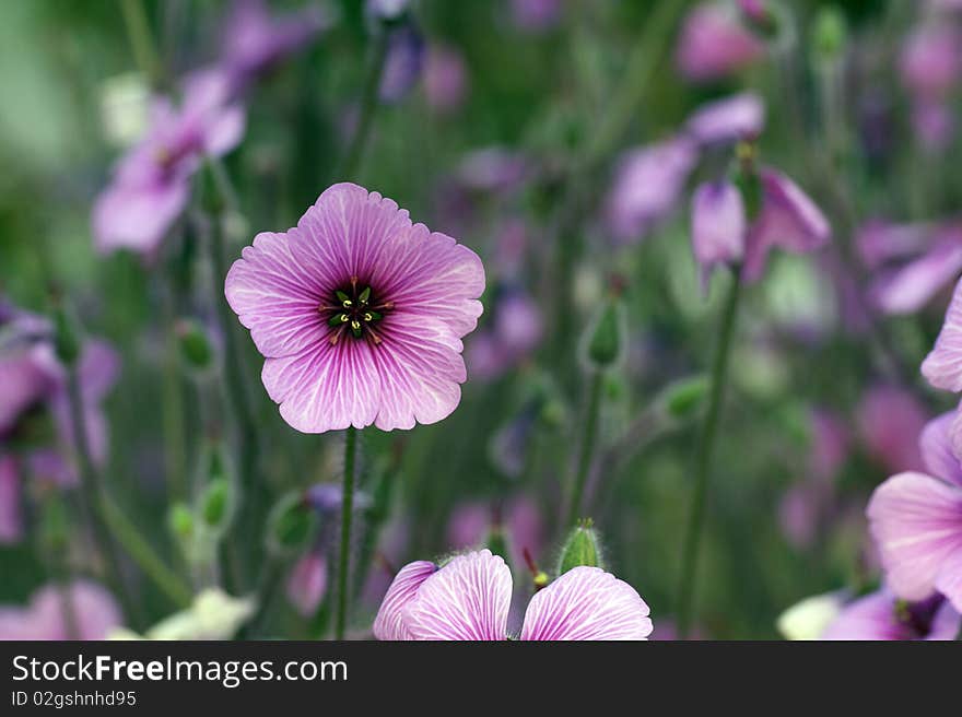 Pink geranium flower on fuzzy backround. Pink geranium flower on fuzzy backround