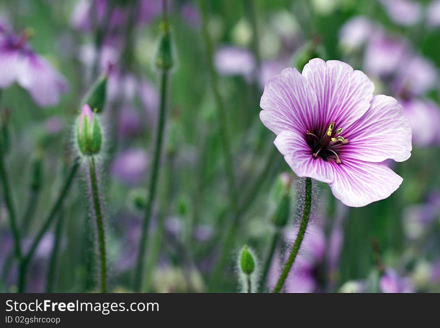 Beautiful pink geranium with buds