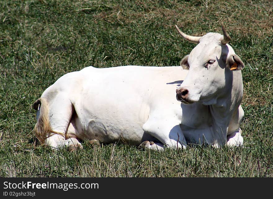 White Cow Knocked Down To The Sun.