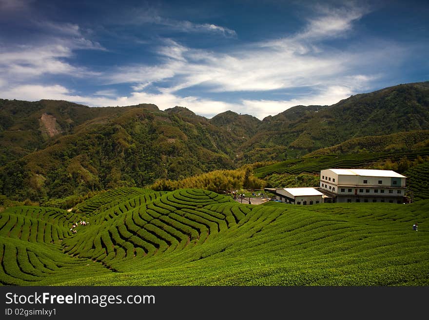 Ba Gua Tea garden in Taiwan